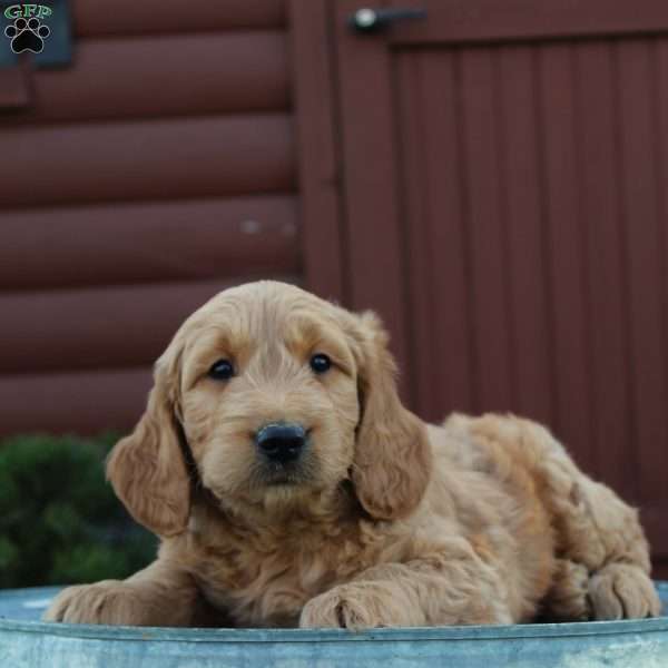 Teddy, Mini Goldendoodle Puppy