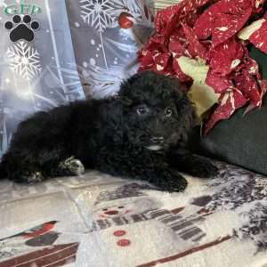 Clara- F1bb, Mini Labradoodle Puppy