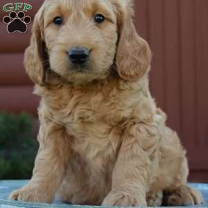 Teddy, Mini Goldendoodle Puppy