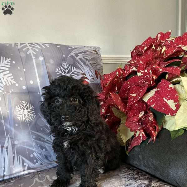 Clara- F1bb, Mini Labradoodle Puppy