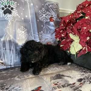 Clara- F1bb, Mini Labradoodle Puppy