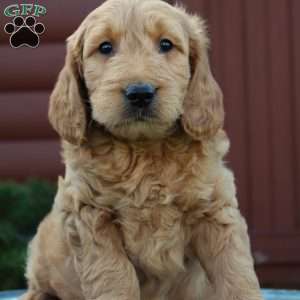 Teddy, Mini Goldendoodle Puppy