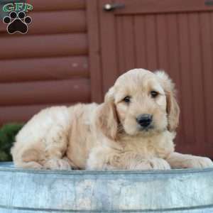 Theo, Mini Goldendoodle Puppy