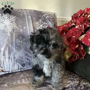 Dax- F1bb, Mini Labradoodle Puppy