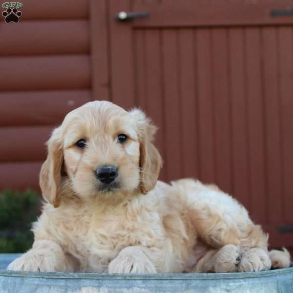 Theo, Mini Goldendoodle Puppy