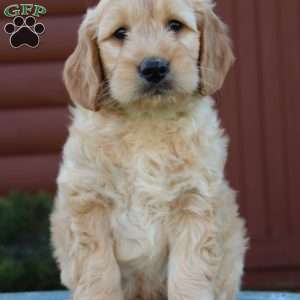 Theo, Mini Goldendoodle Puppy