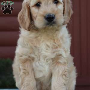 Theo, Mini Goldendoodle Puppy