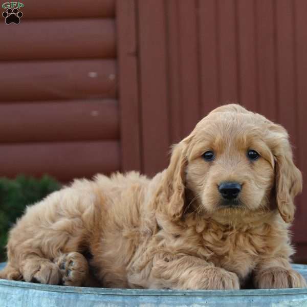 Tucker, Mini Goldendoodle Puppy