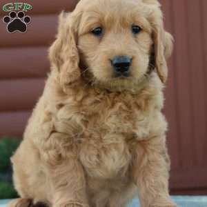 Tucker, Mini Goldendoodle Puppy