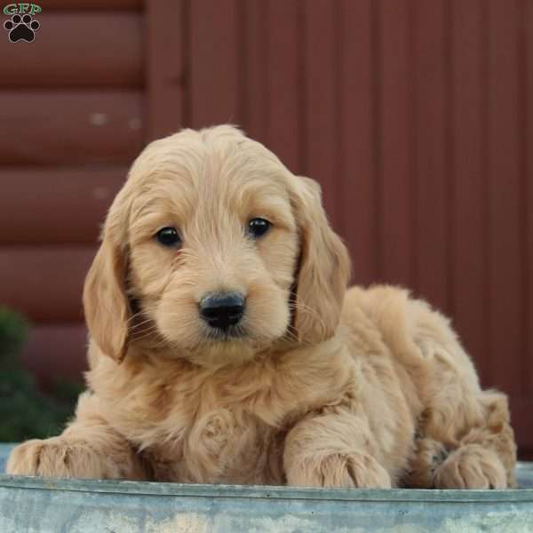 Toby, Mini Goldendoodle Puppy