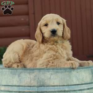 Toby, Mini Goldendoodle Puppy