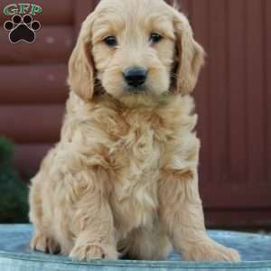 Toby, Mini Goldendoodle Puppy