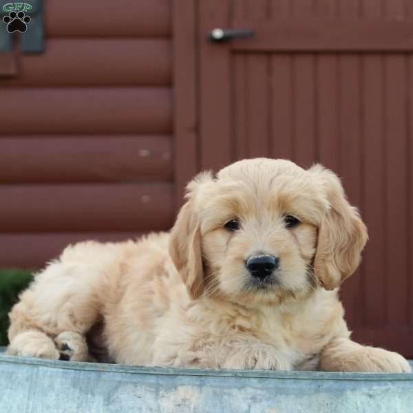 Thunder, Mini Goldendoodle Puppy