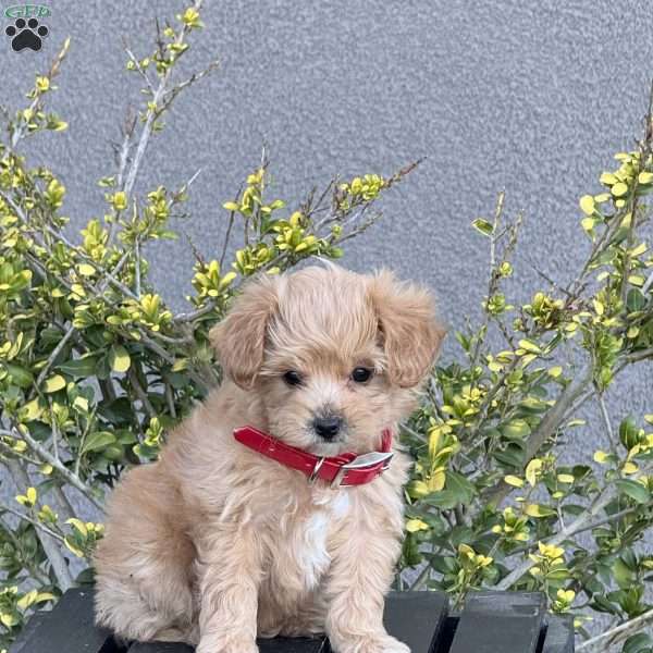 Whitney, Miniature Poodle Mix Puppy