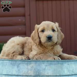 Tyson, Mini Goldendoodle Puppy