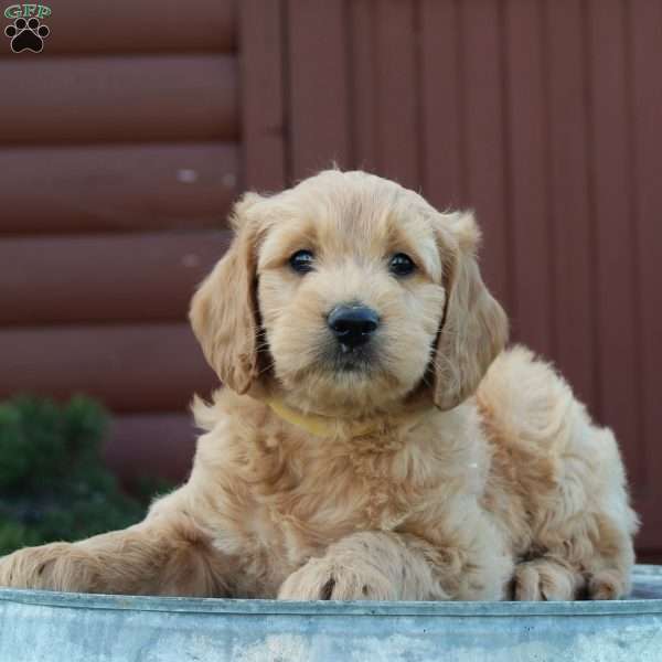 Tyson, Mini Goldendoodle Puppy