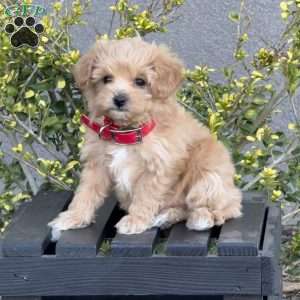 Whitney, Miniature Poodle Mix Puppy