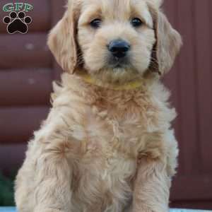 Tyson, Mini Goldendoodle Puppy