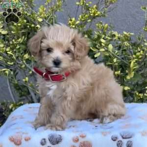 Whitney, Miniature Poodle Mix Puppy