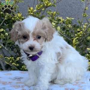 Wilma, Miniature Poodle Mix Puppy