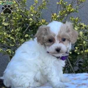 Wilma, Miniature Poodle Mix Puppy