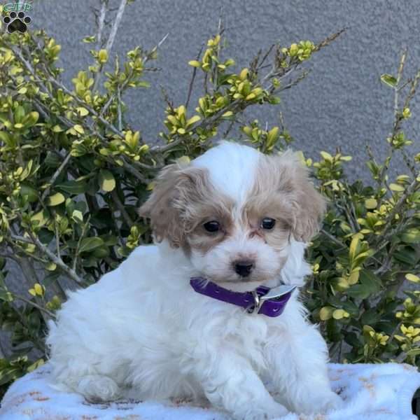 Wilma, Miniature Poodle Mix Puppy