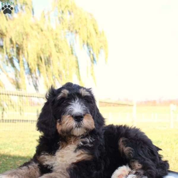 Miles, Bernedoodle Puppy