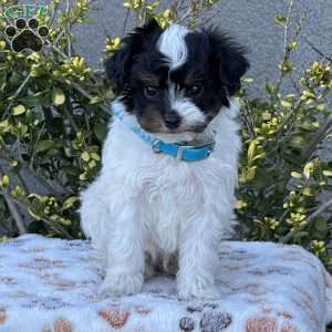 Willie, Miniature Poodle Mix Puppy