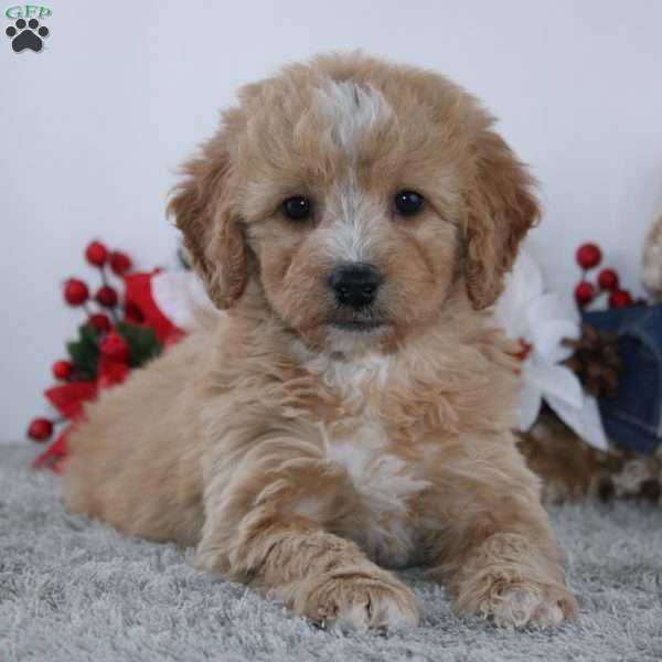 Fancy, Mini Goldendoodle Puppy