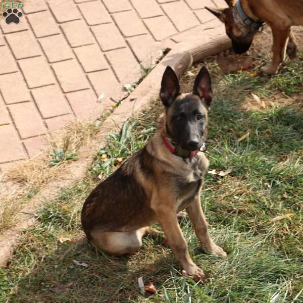 Green, German Shepherd Mix Puppy