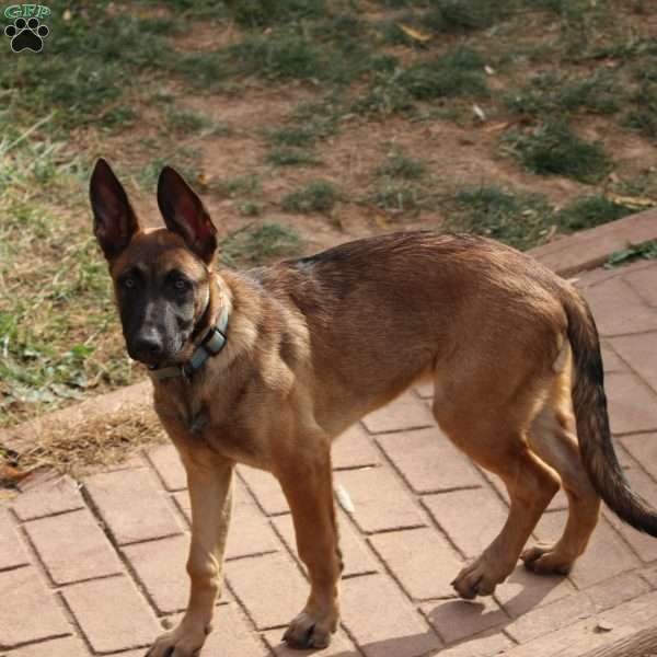 Purple, German Shepherd Mix Puppy