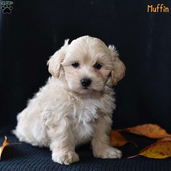 Muffin, Maltipoo Puppy