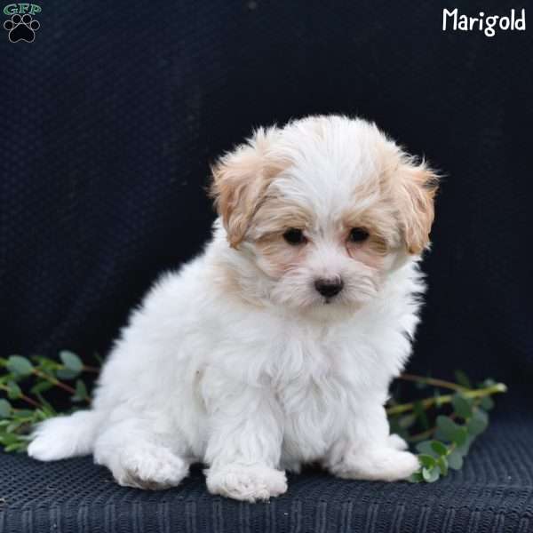 Marigold, Maltipoo Puppy