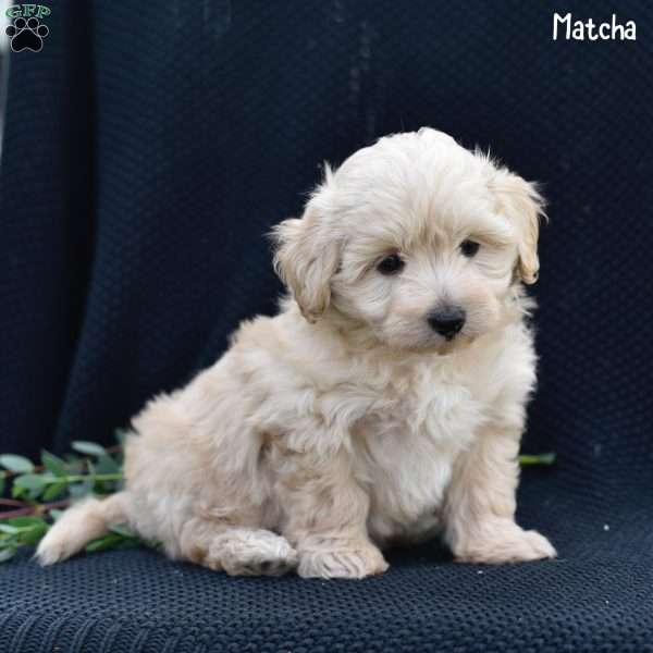 Matcha, Maltipoo Puppy