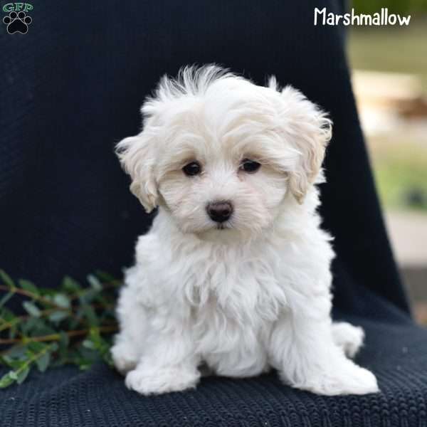 Marshmallow, Maltipoo Puppy