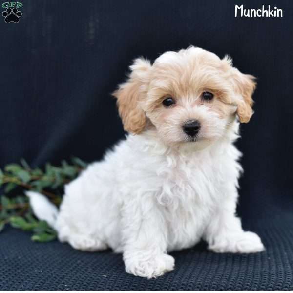 Munchkin, Maltipoo Puppy