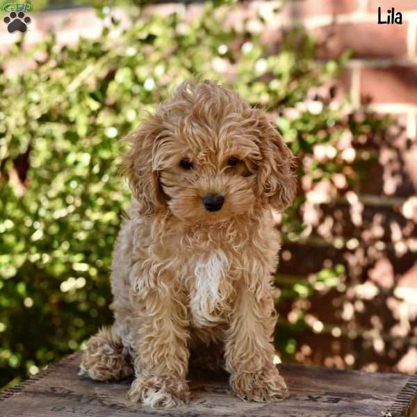 Lila, Cockapoo Puppy