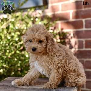 Lila, Cockapoo Puppy