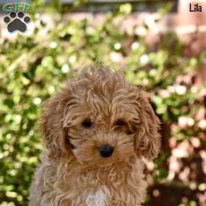 Lila, Cockapoo Puppy