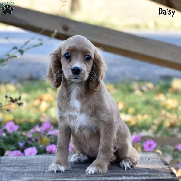 Daisy, Cockalier Puppy