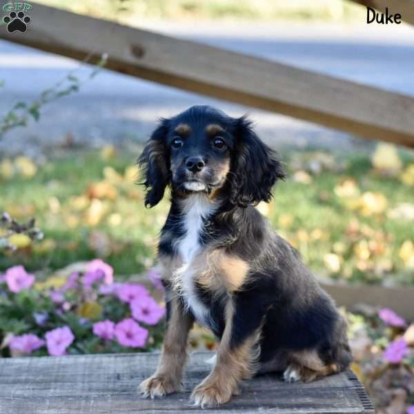 Duke, Cockalier Puppy