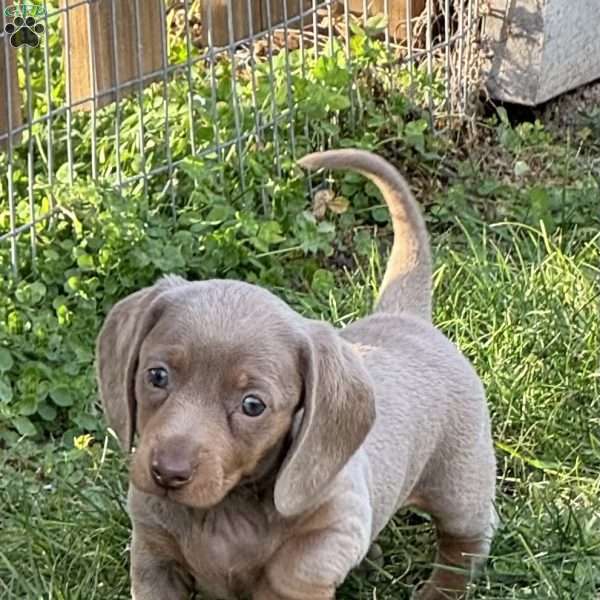 Gracie, Dachshund Puppy