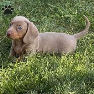 Gracie, Dachshund Puppy