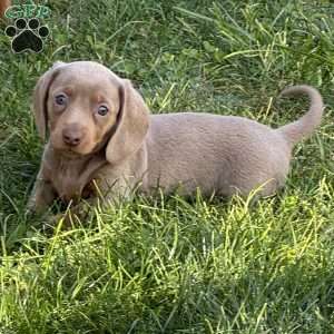 Gracie, Dachshund Puppy