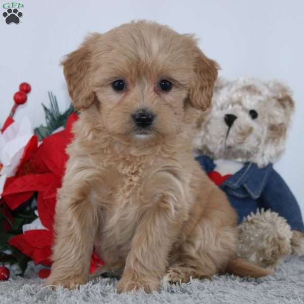 Floyd, Mini Goldendoodle Puppy