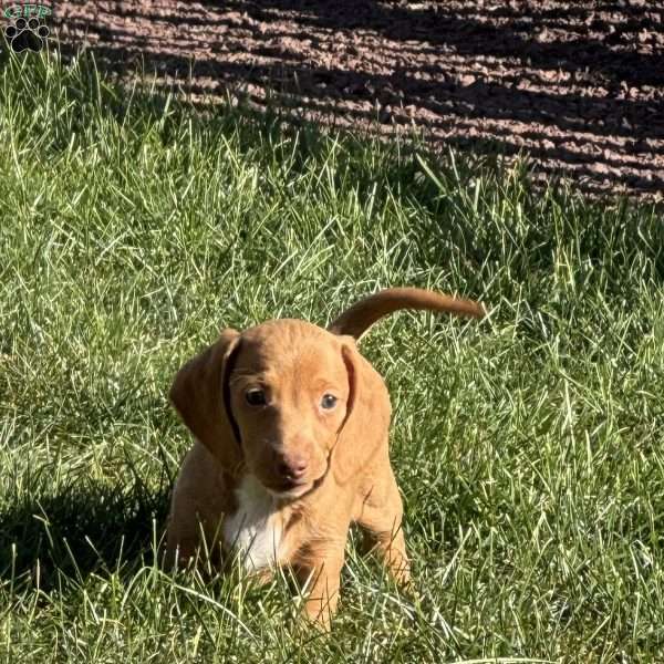 Erma, Dachshund Puppy