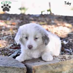 Toby, Australian Shepherd Puppy