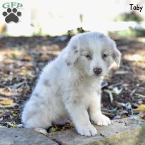 Toby, Australian Shepherd Puppy