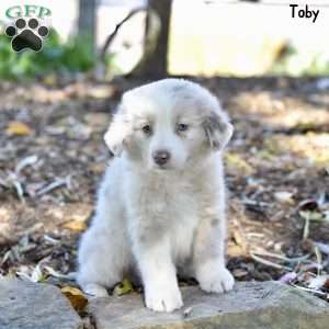 Toby, Australian Shepherd Puppy