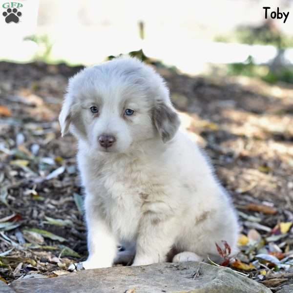 Toby, Australian Shepherd Puppy